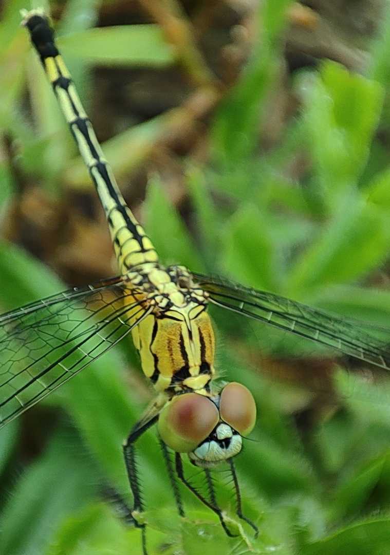macro photography 📲 