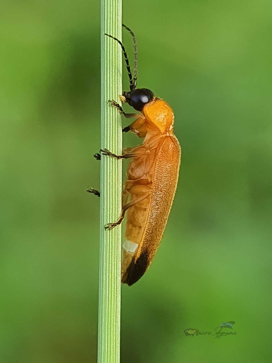 Firefly