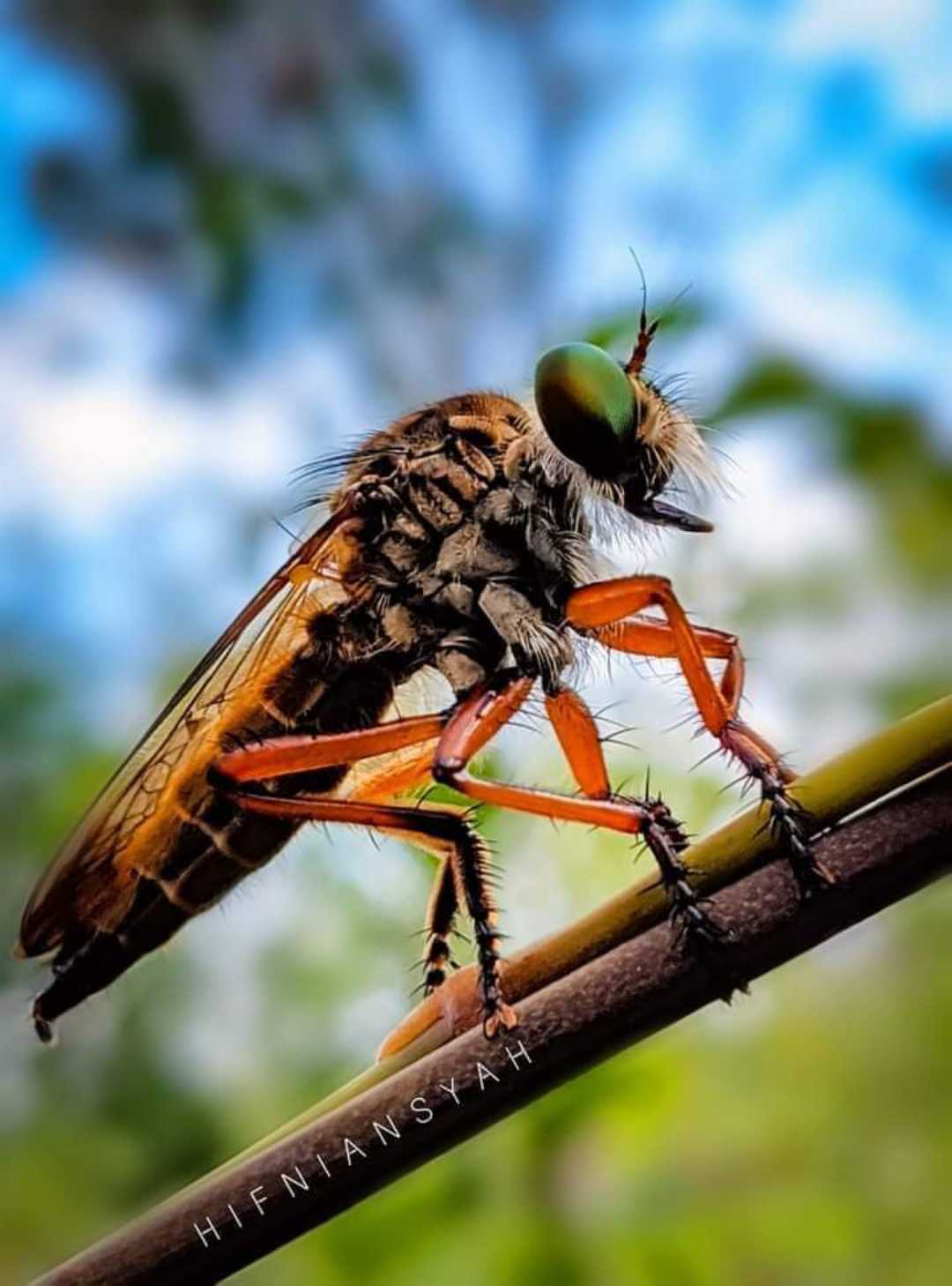 robberfly 🐝