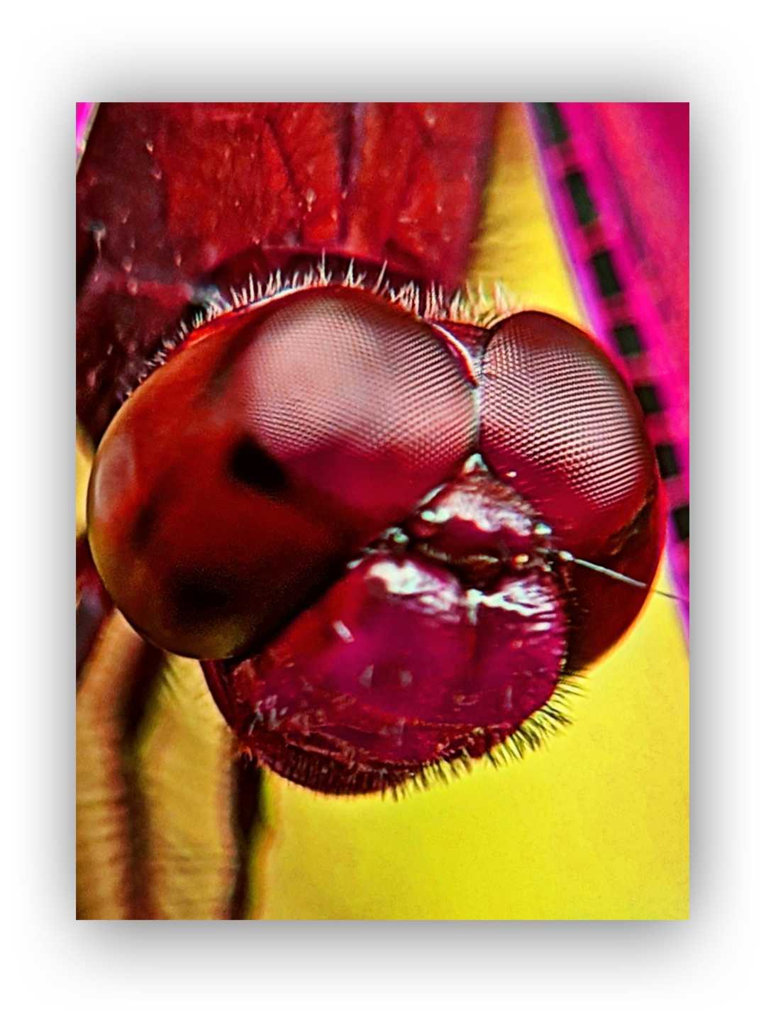 Neurothemis terminata

