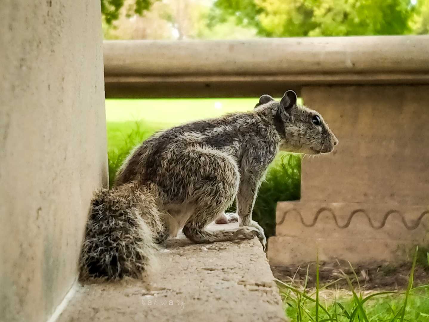 The squirrel 🐿️🐿️
