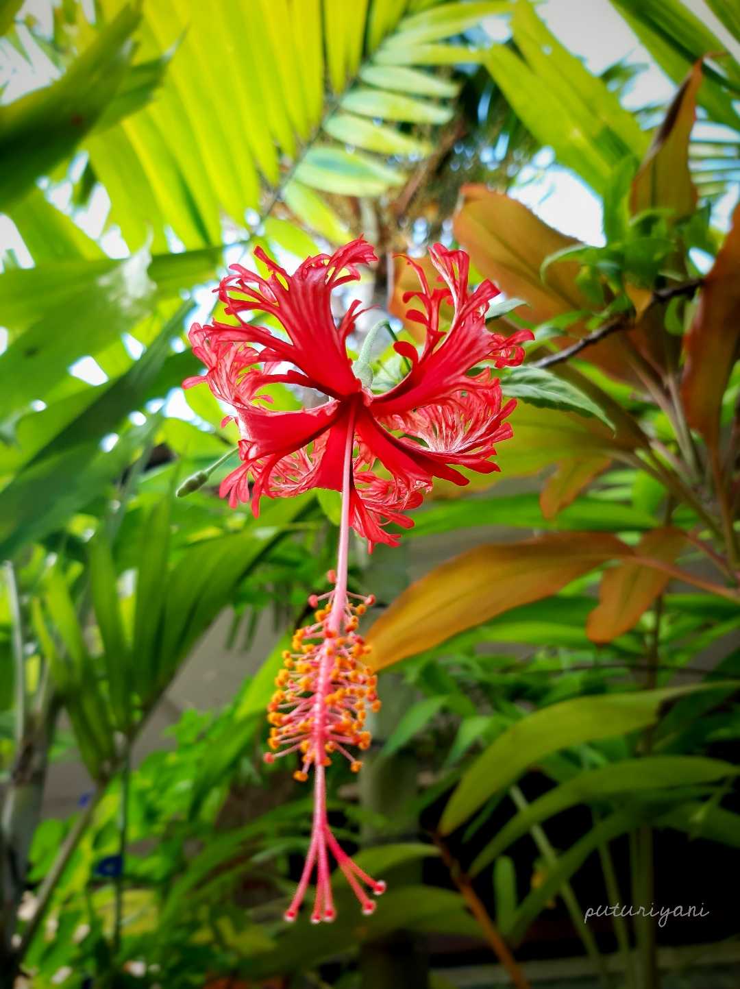 Red hibiscus flower (Bunga kembang sepatu merah)