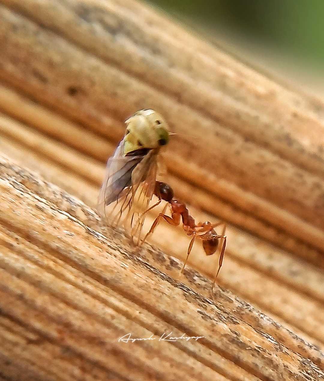 A working Ant 🐜