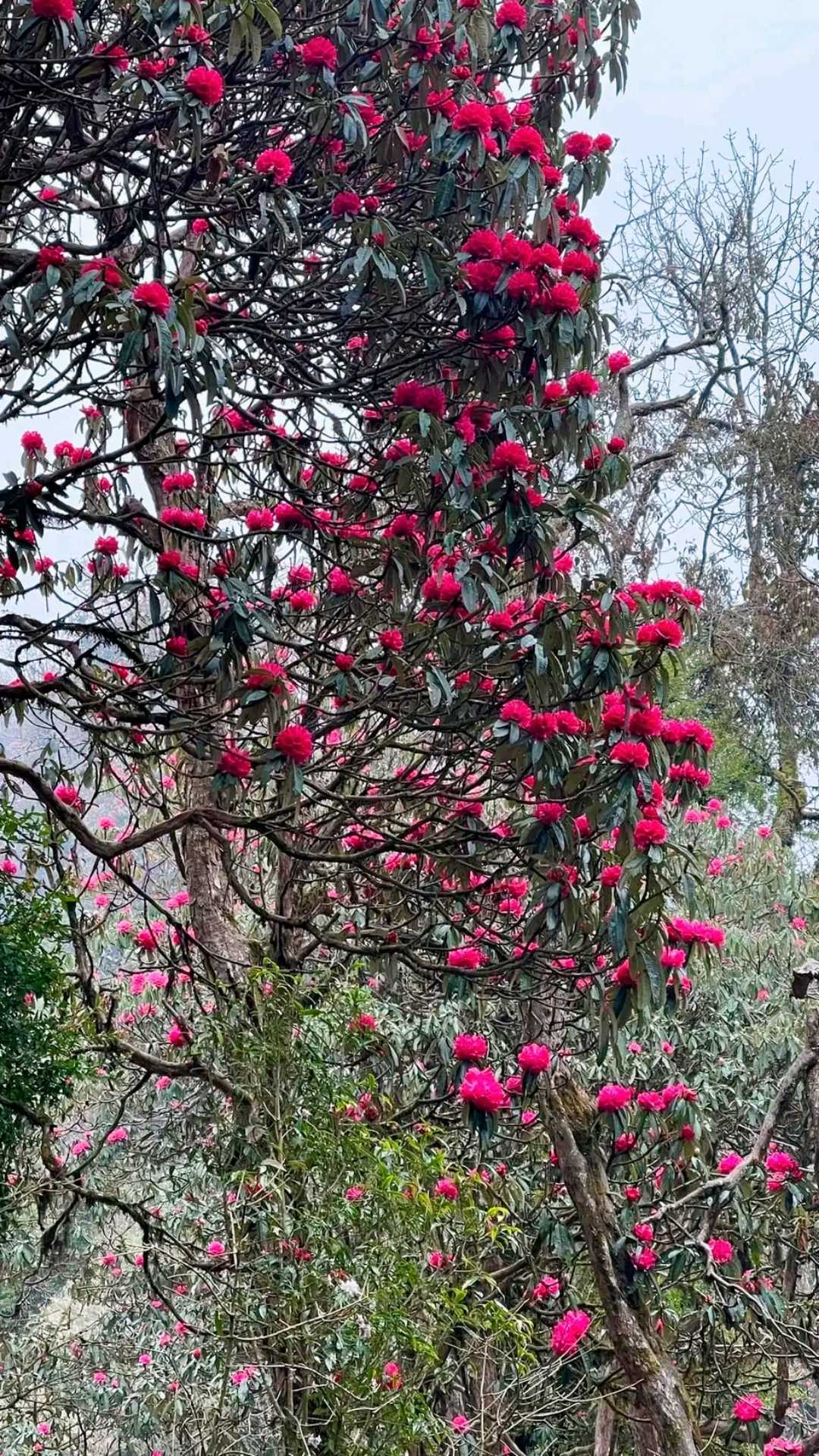 Rhododendron