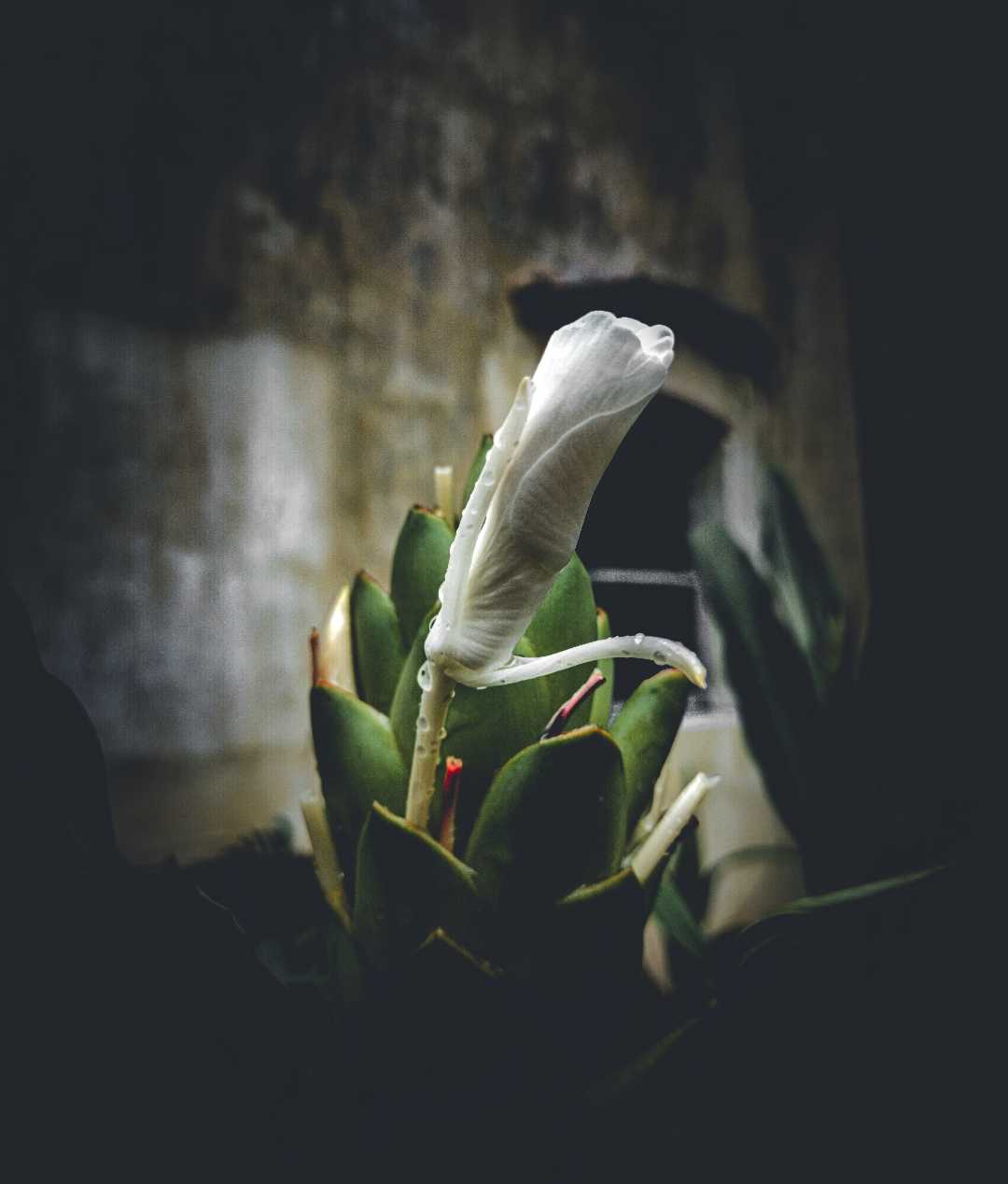 Hedychium coronarium🤗

