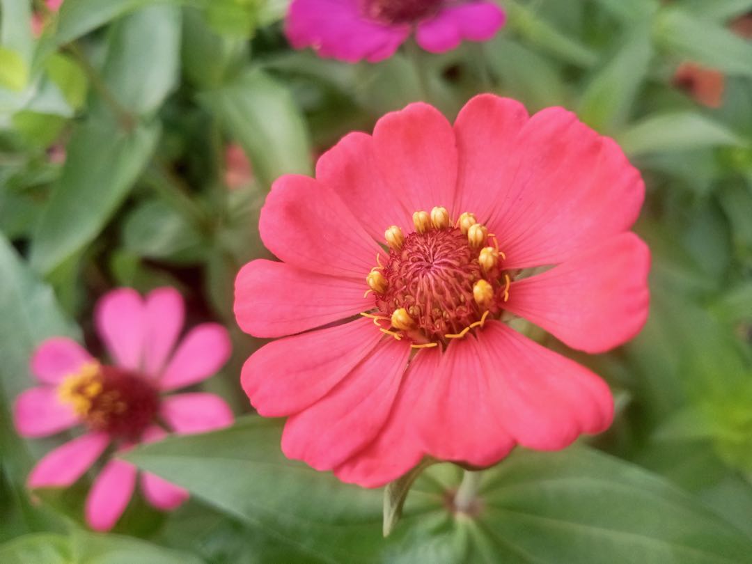 Zinnia Elegans