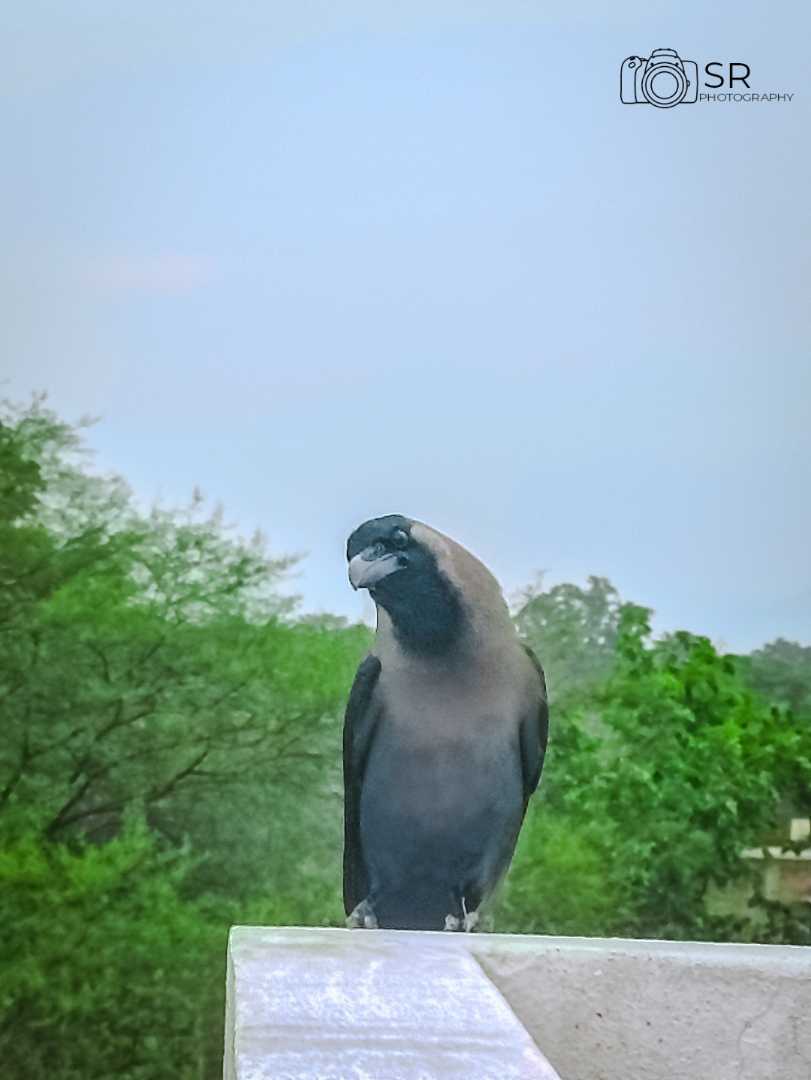#crow
