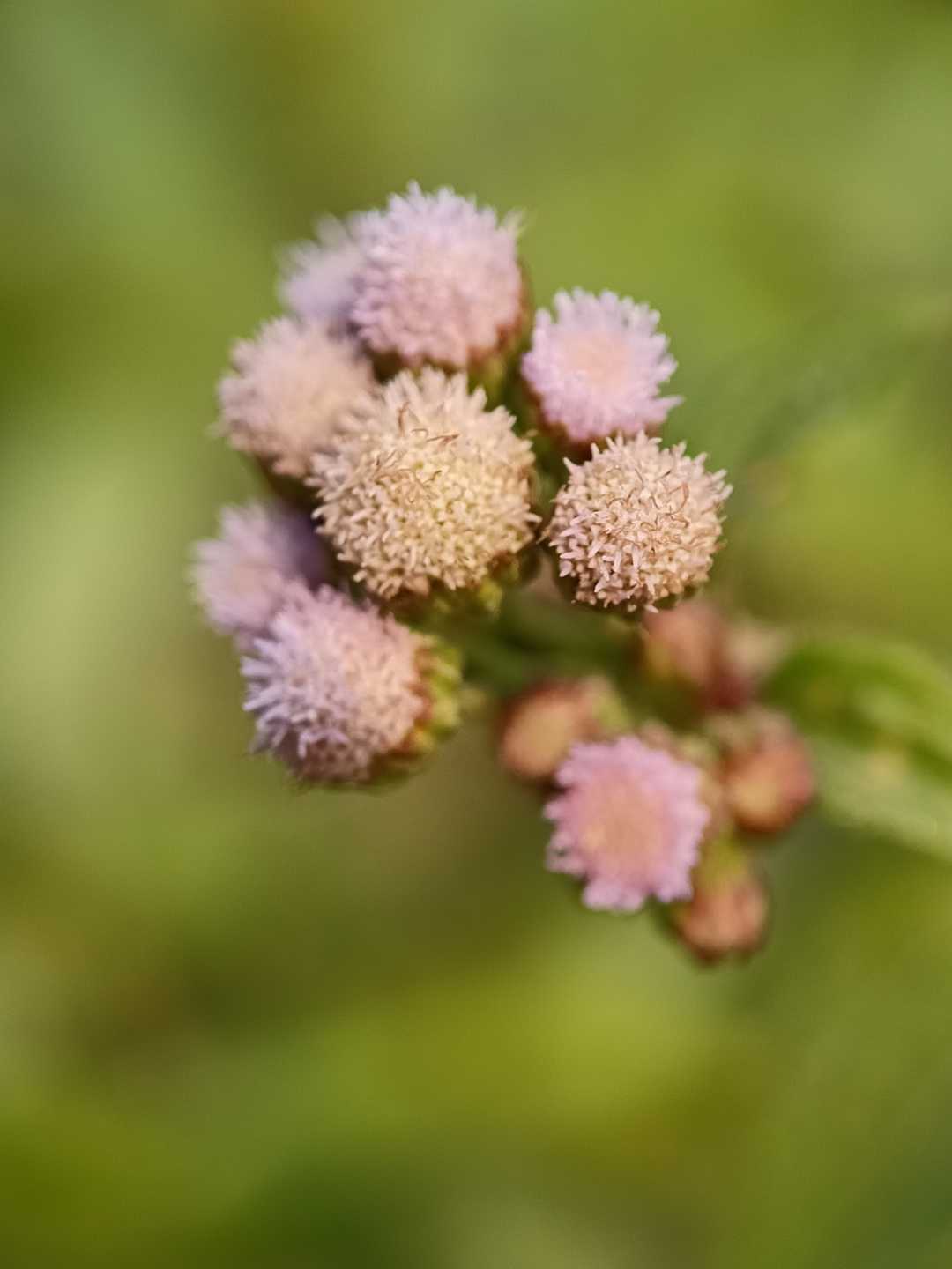 Billygoat weed