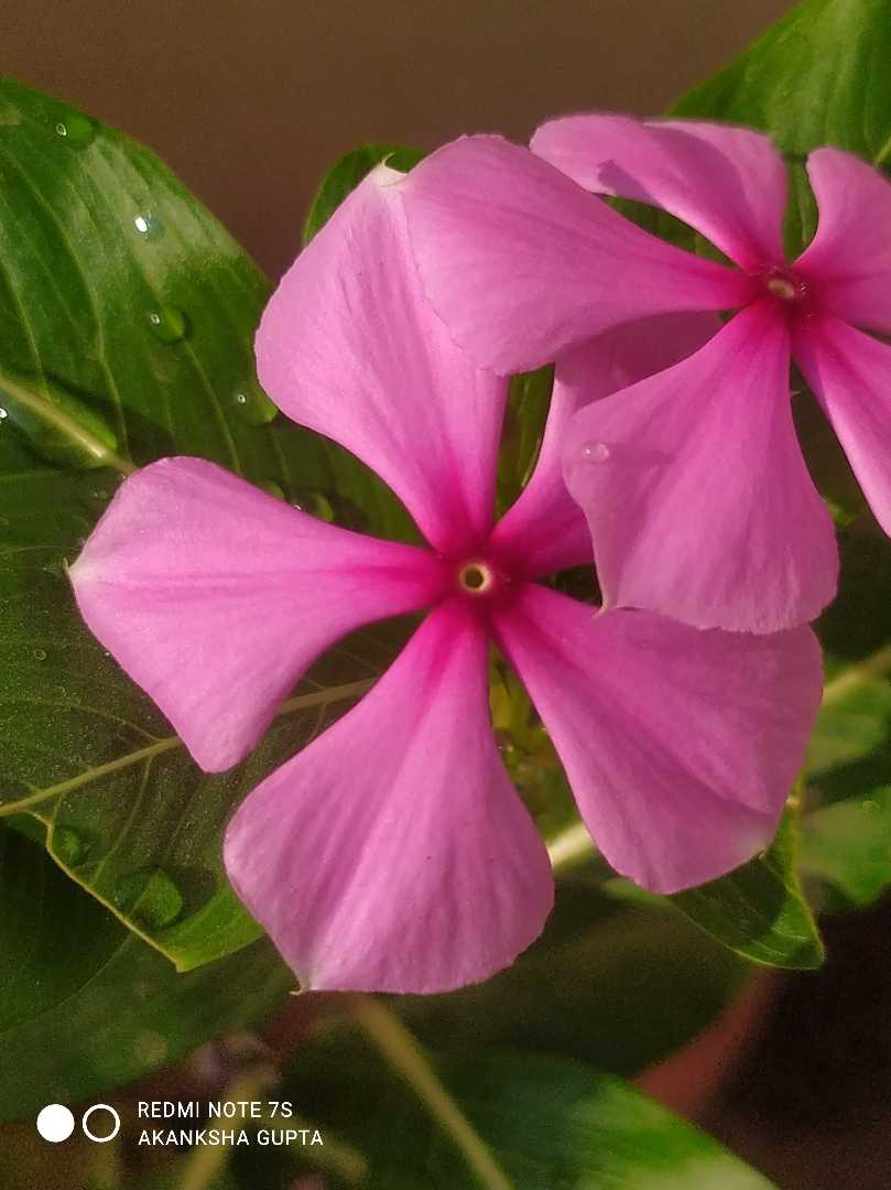 pink flower 🌺 mobile photography 📸