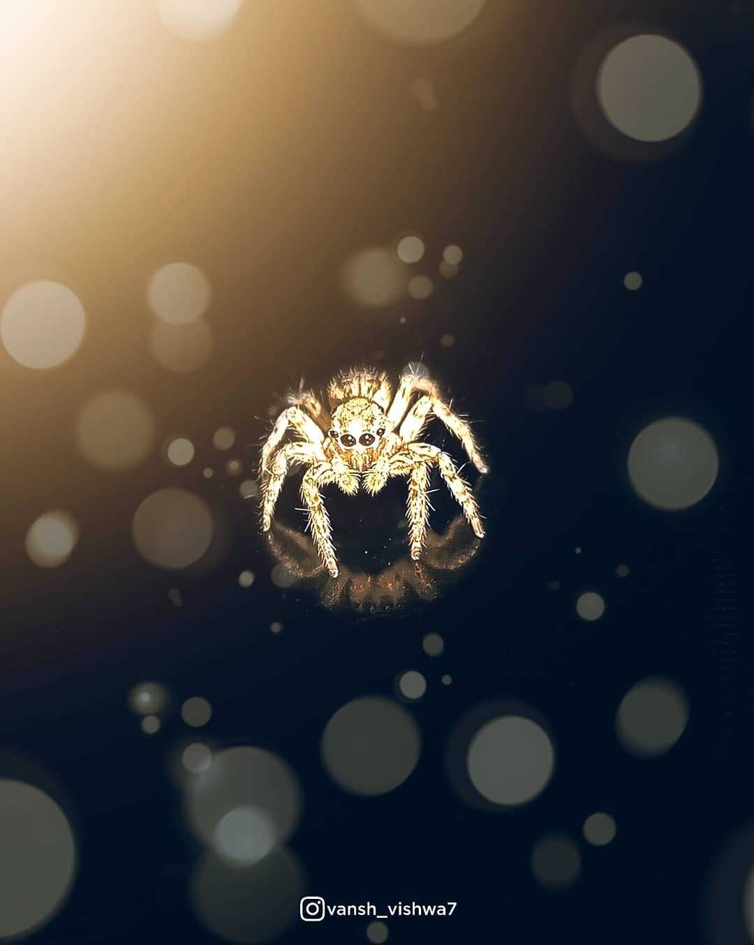 Cute spider 