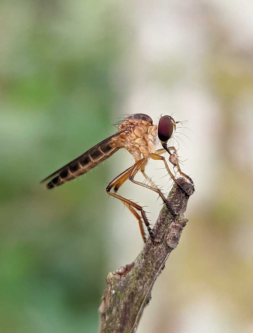 Robber fly