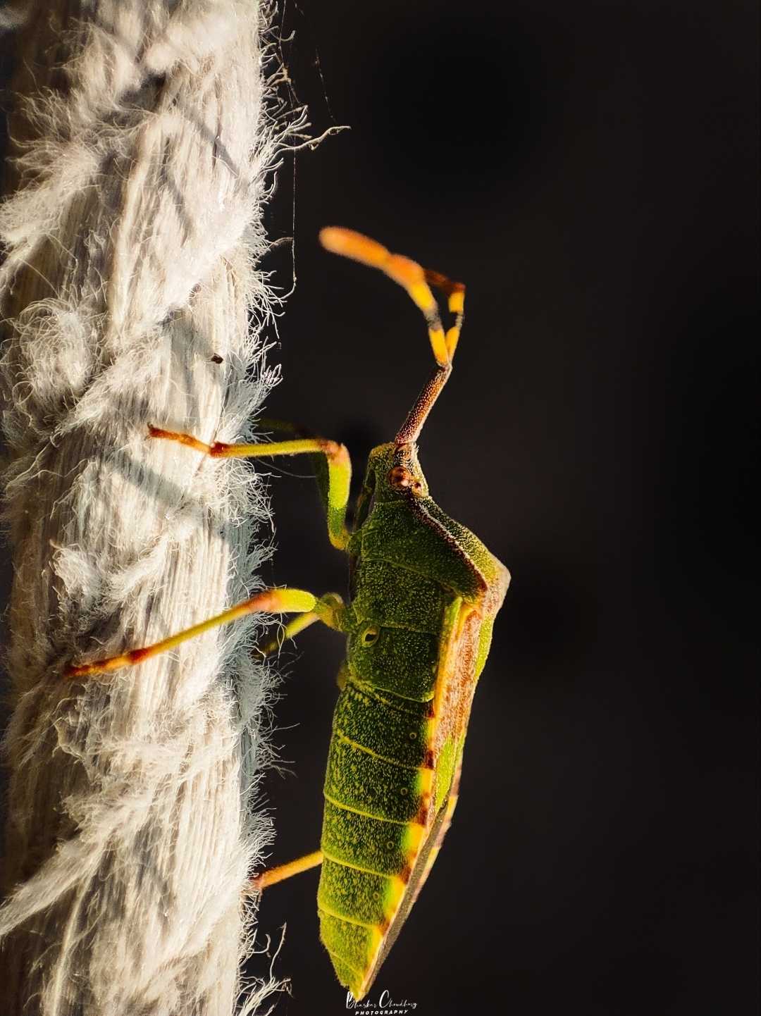 Southern Green Stink Bug 🪲