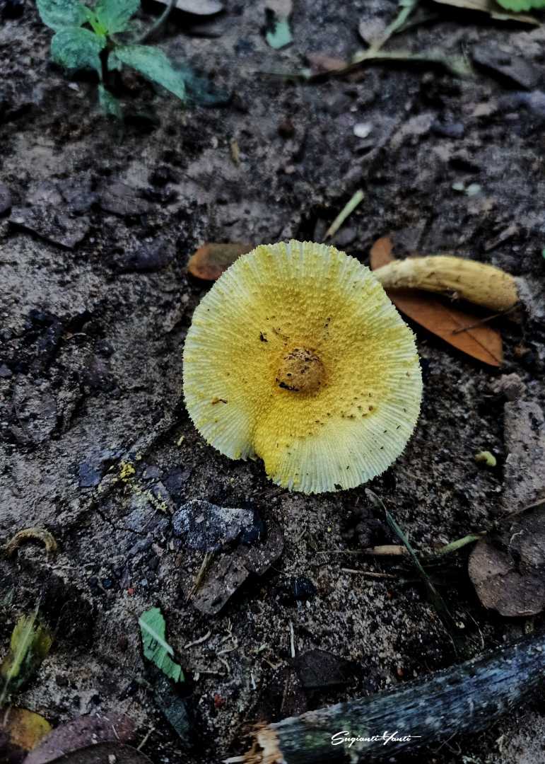Jamur Leucocoprinus Birnbaumii