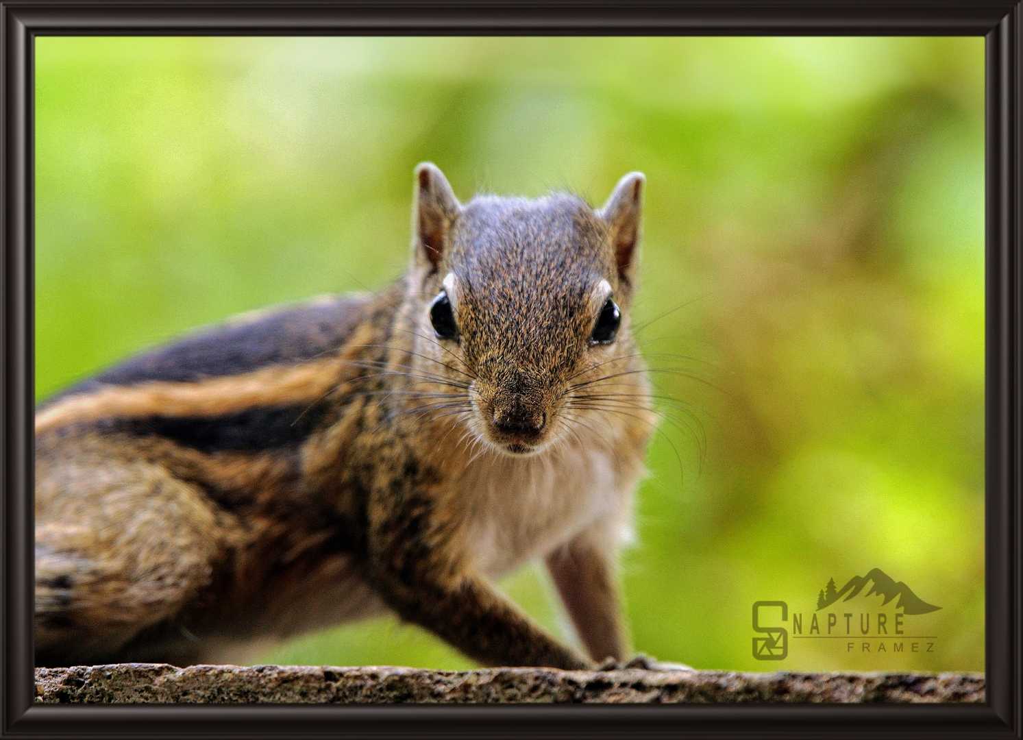 Indian Palm Squirrel