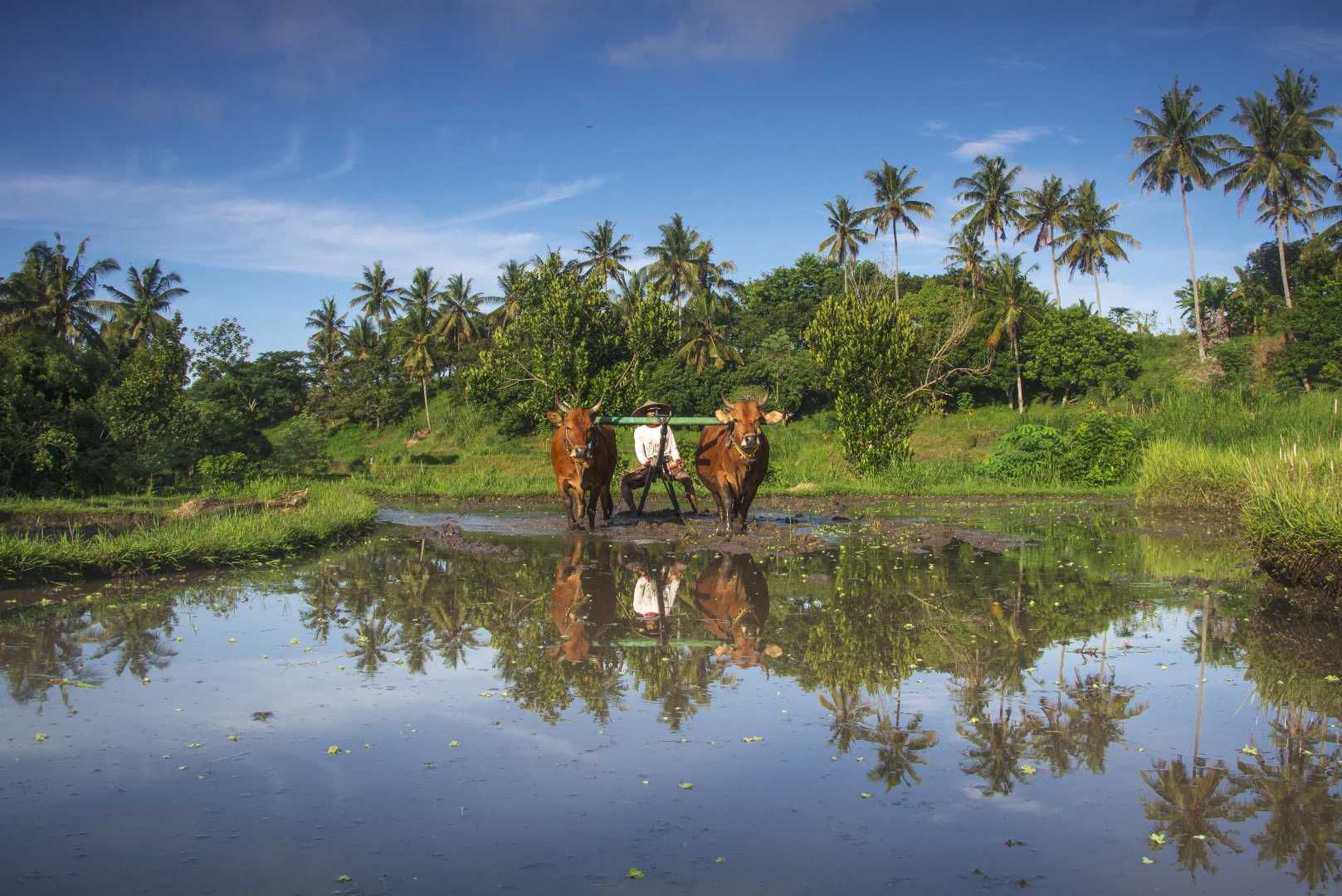 nenggale