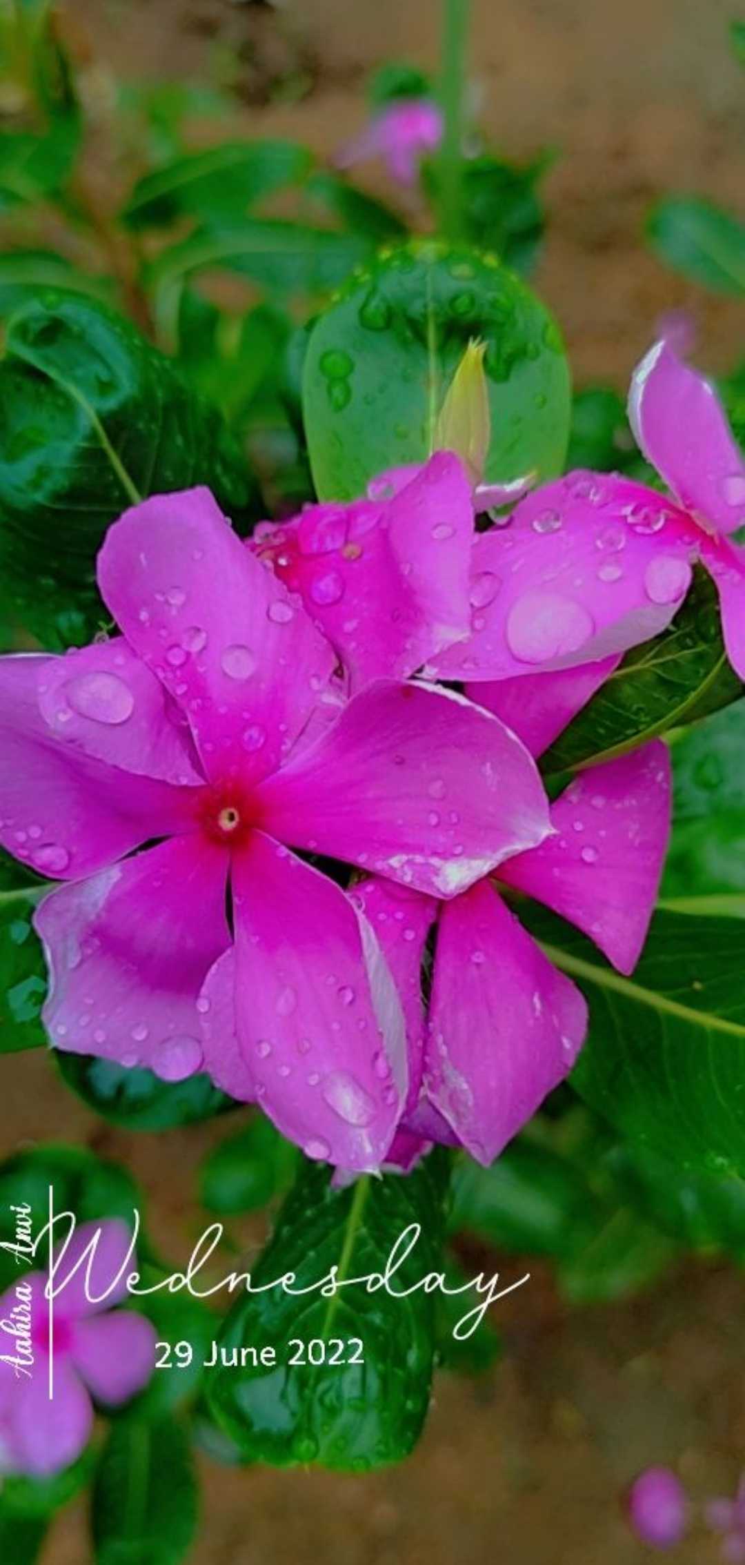Nature's Beauty ✨