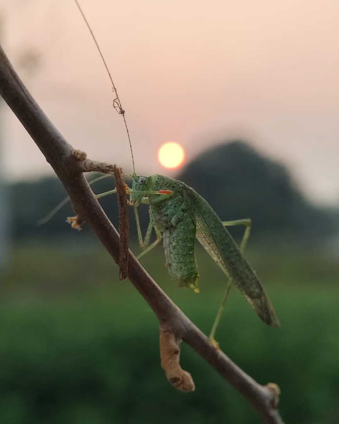 ✨💚