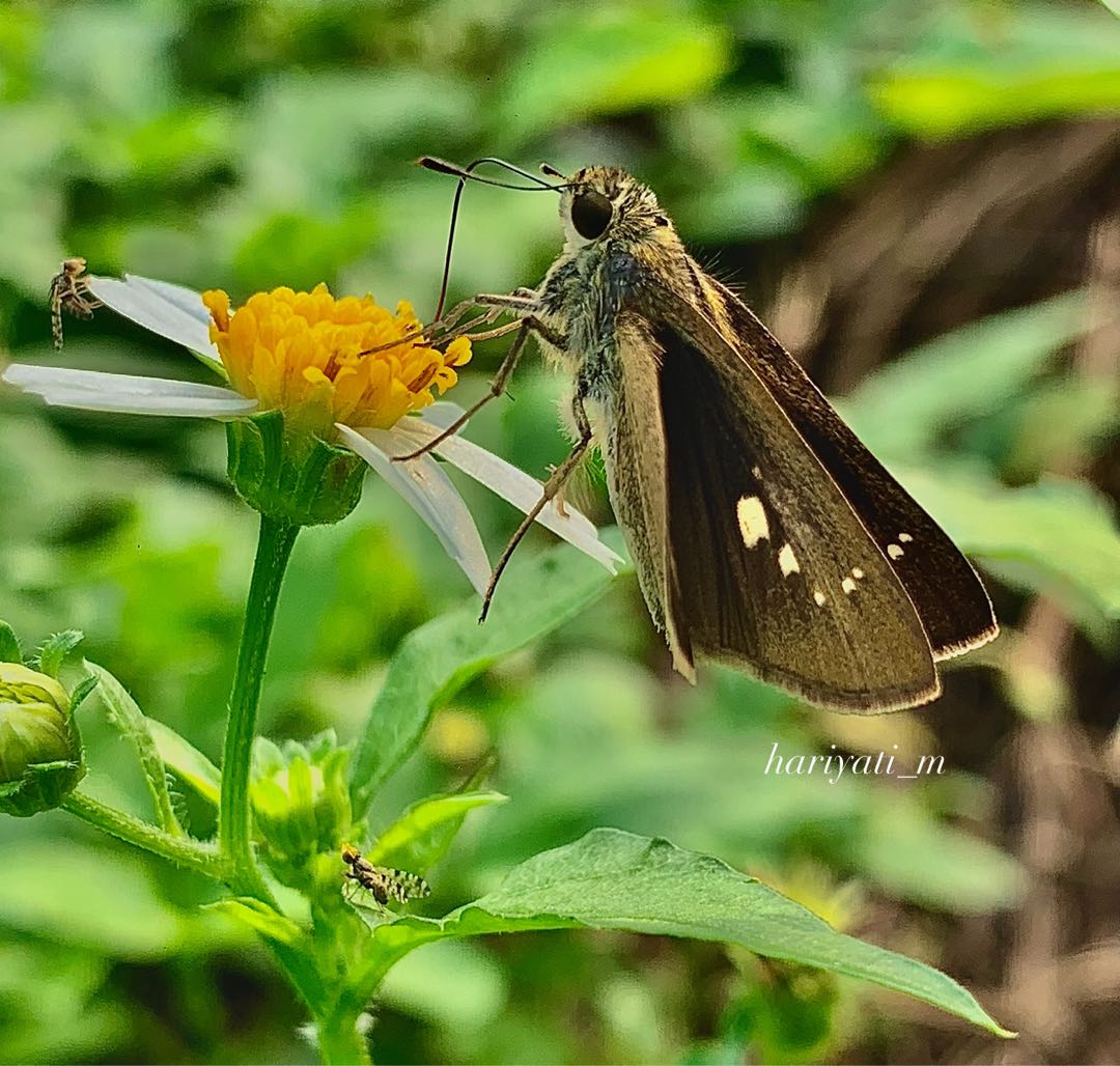 potanthus omaha 