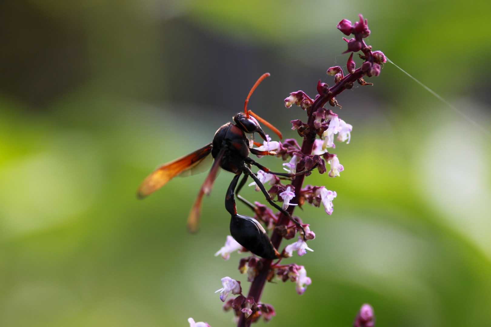 Wasp Enjoying The Flower