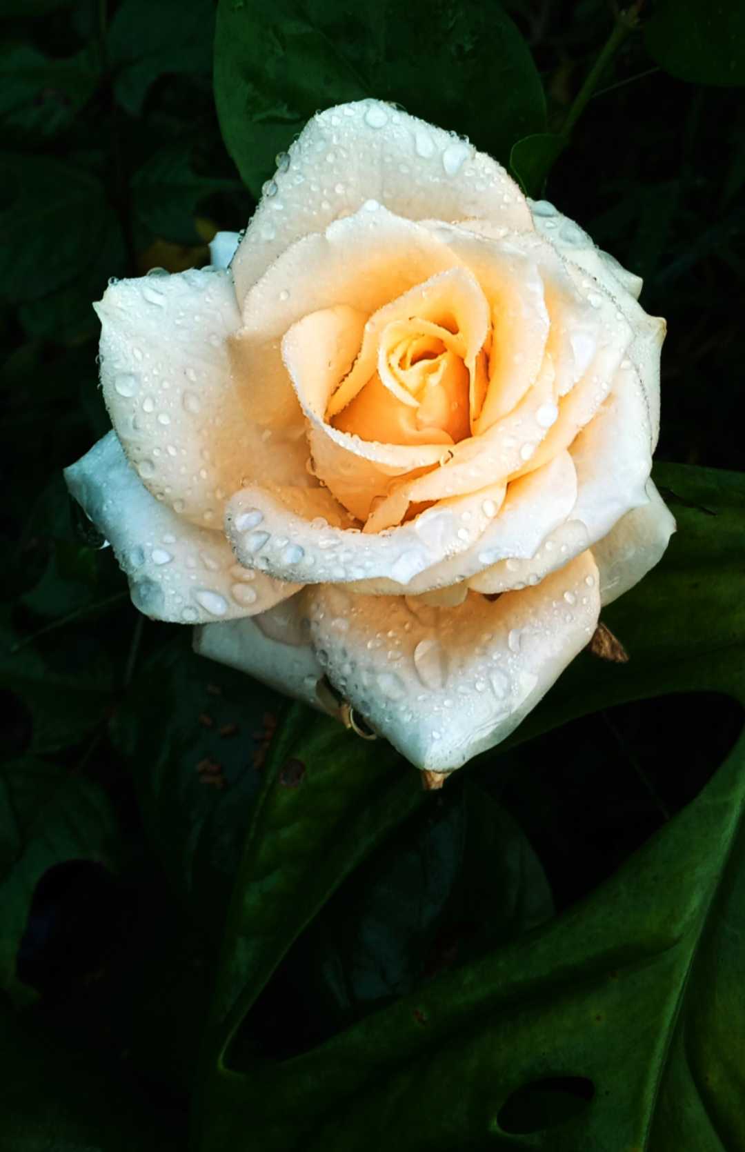 mawa/rose