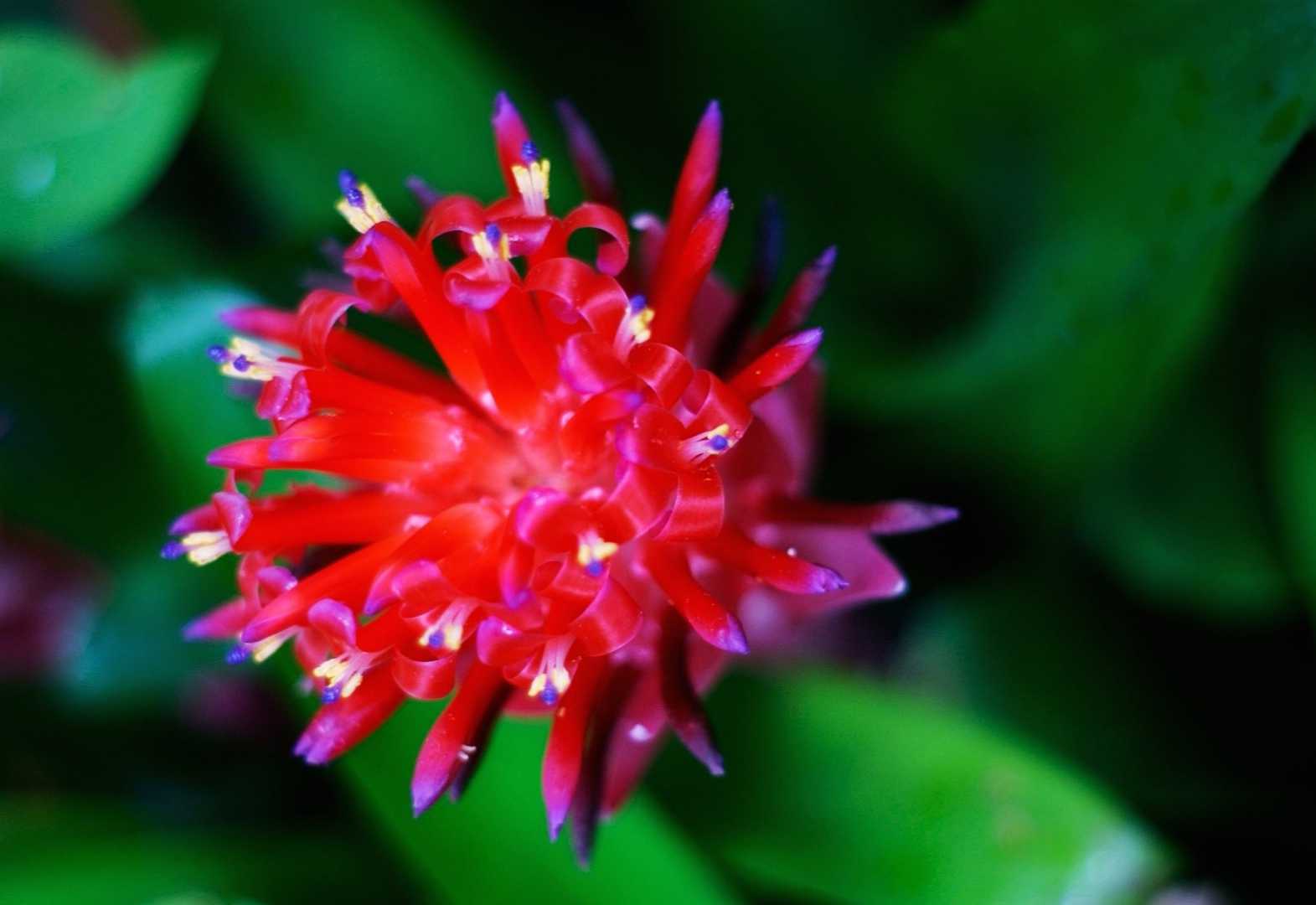 Jardín botánico 
