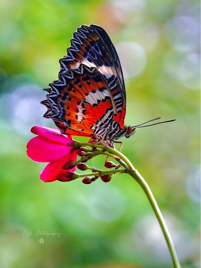 Malay Lacewing Butterfly