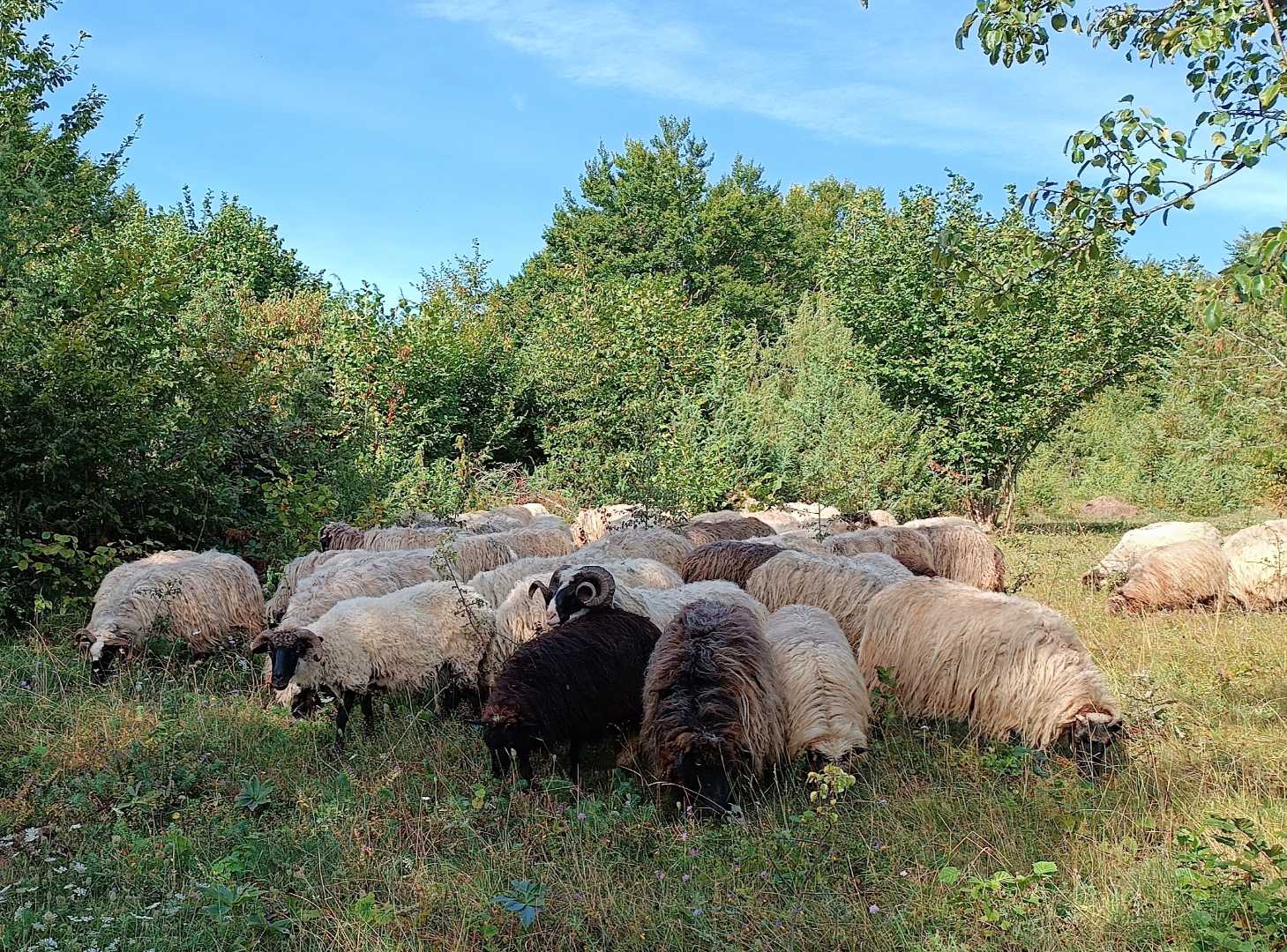 Nomadic herds of sheep