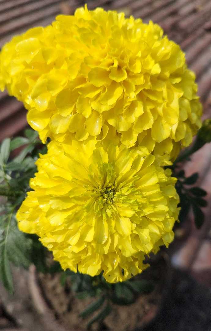 Yellow beauty 