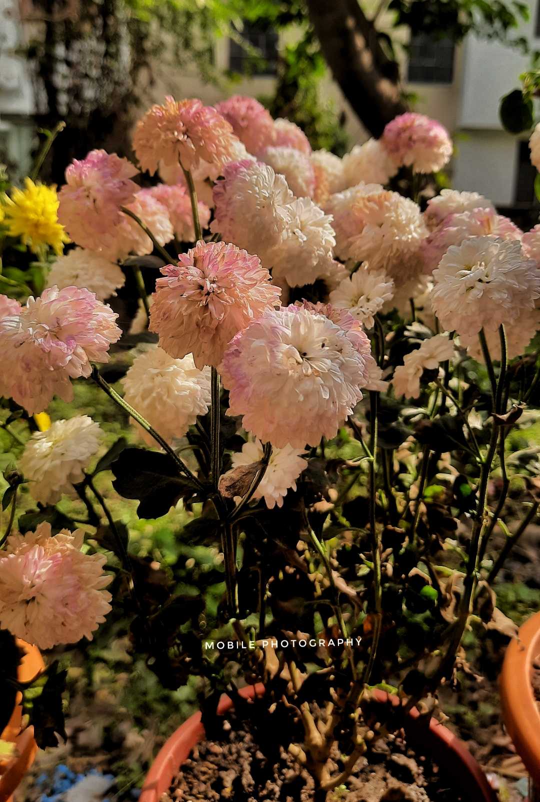 so pretty flowers.....🤍✨️