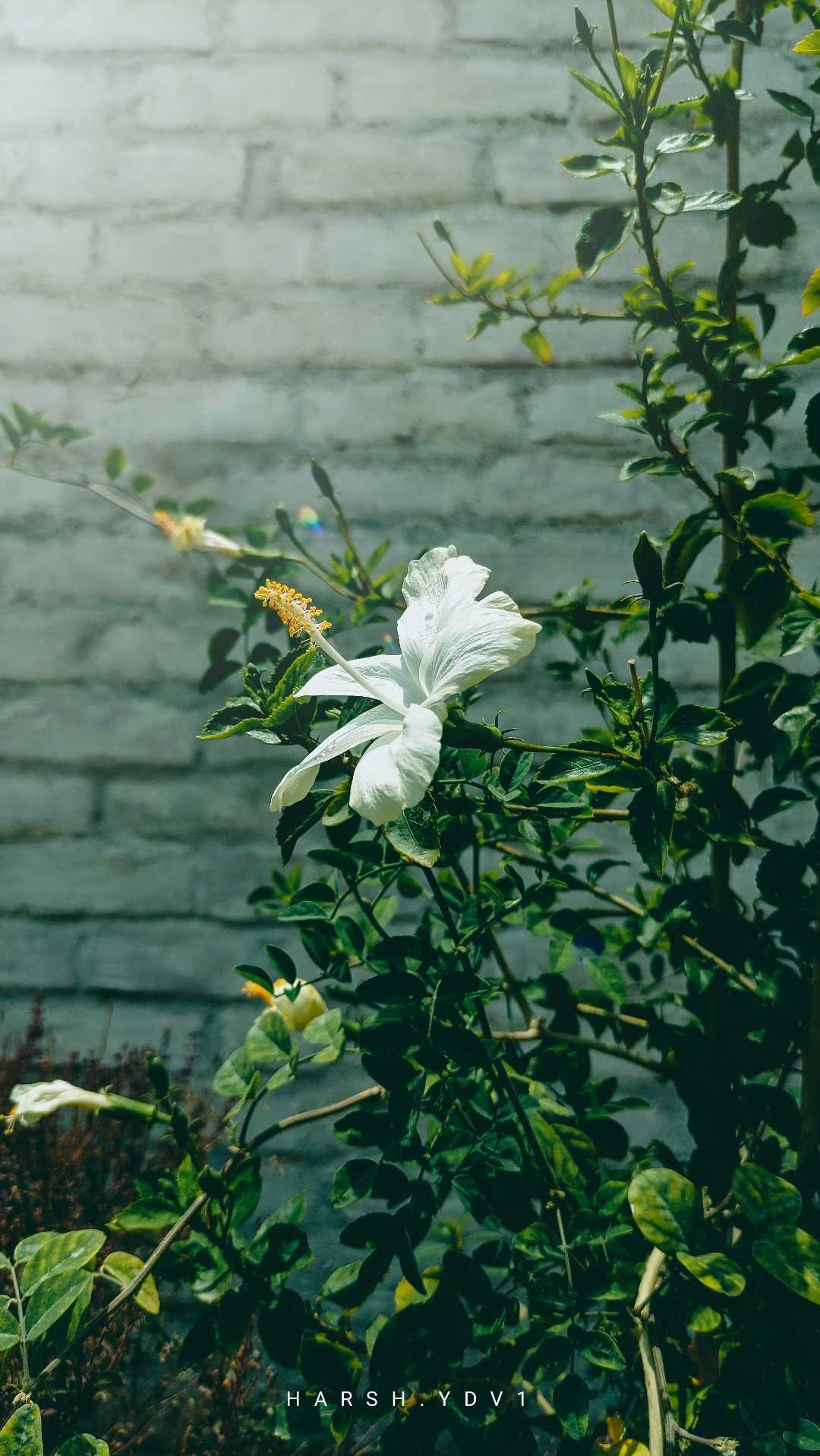 nature's beauty 