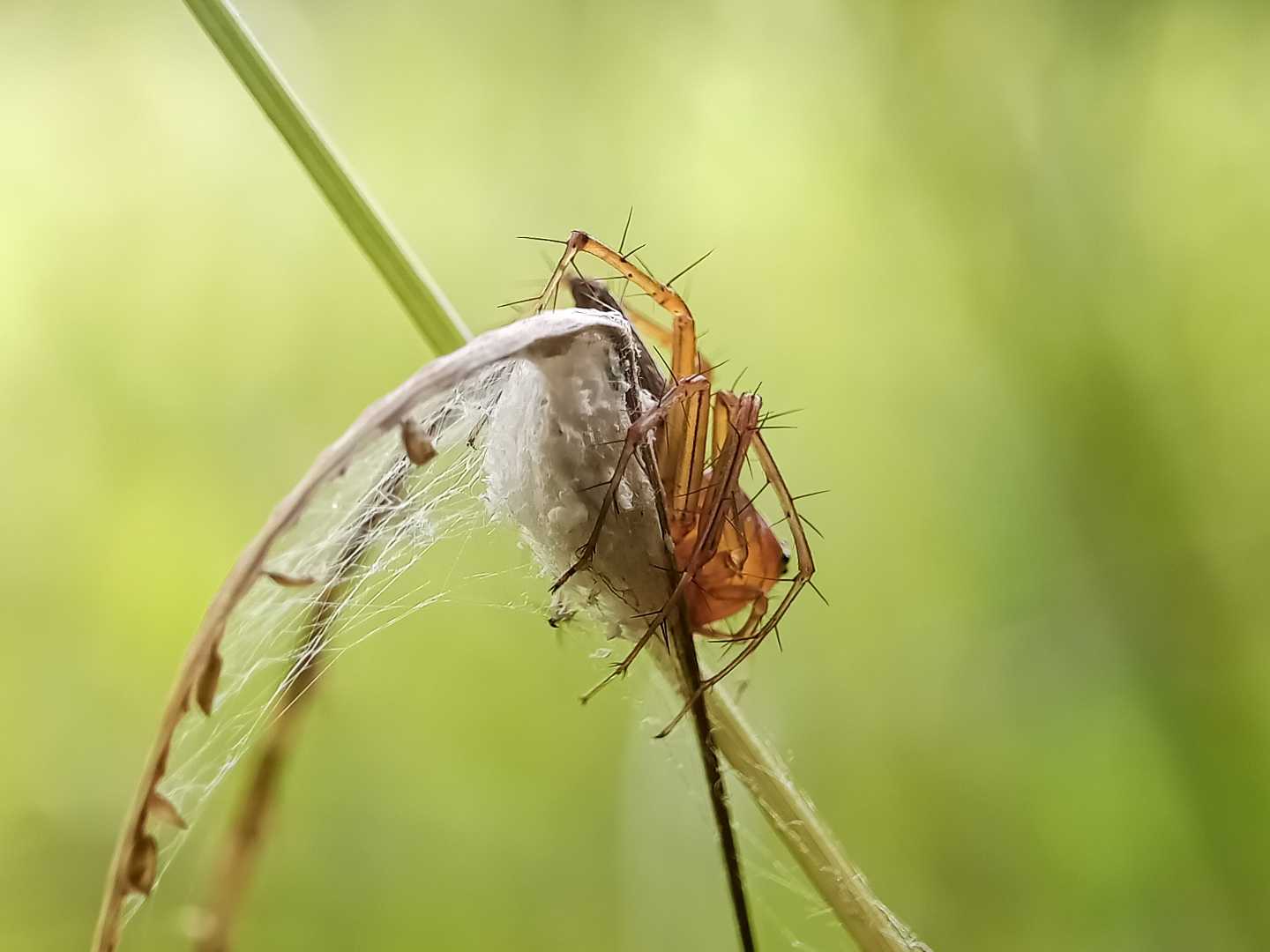 Oxyopes salticus