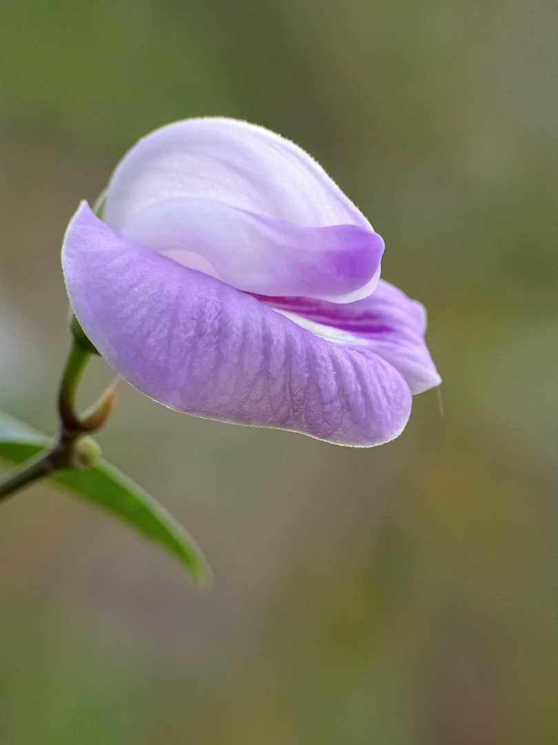 Centrosema virginianum