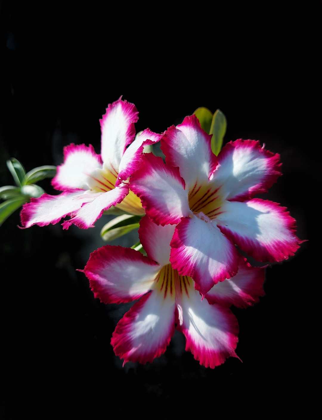 Bunga Adenium 