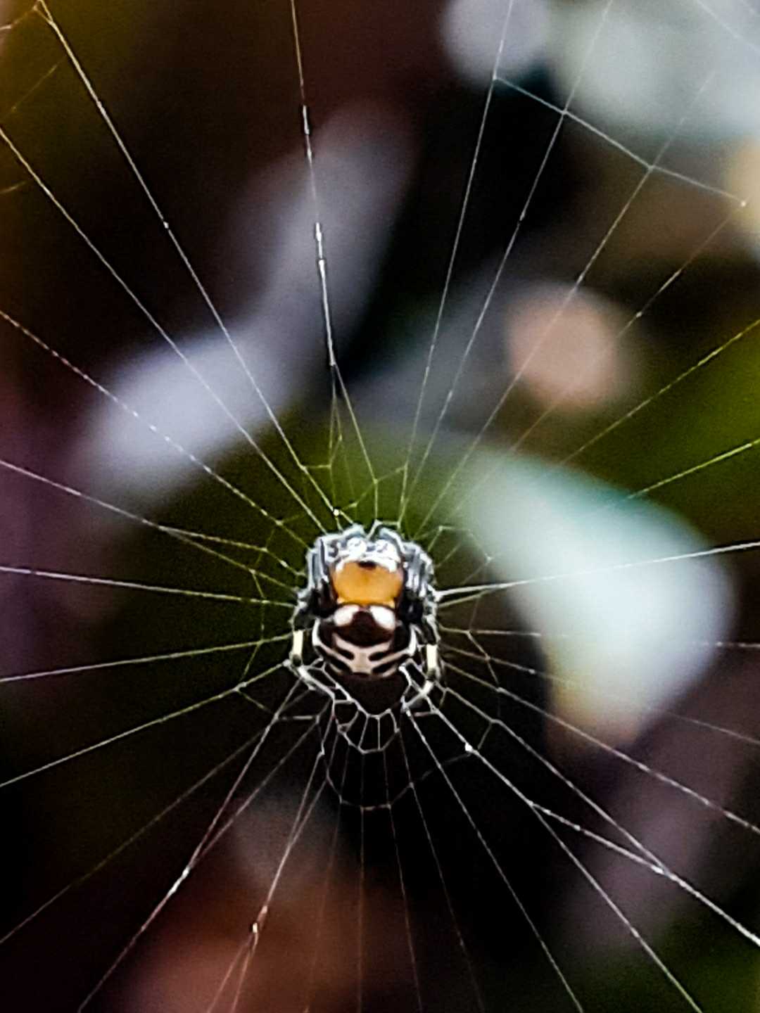 Spider Web