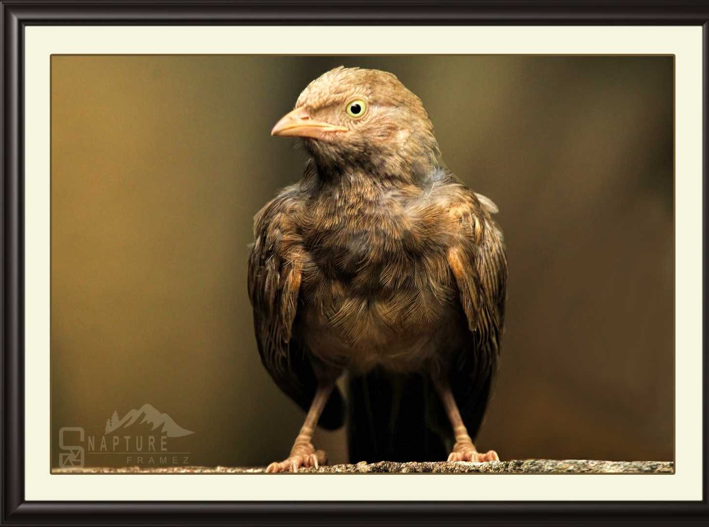Yellow Billed Babbler
