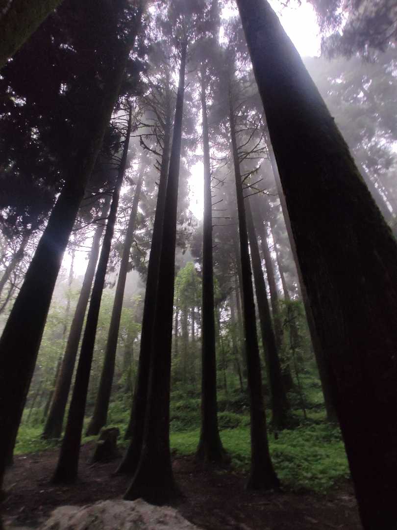 Deep into the forest