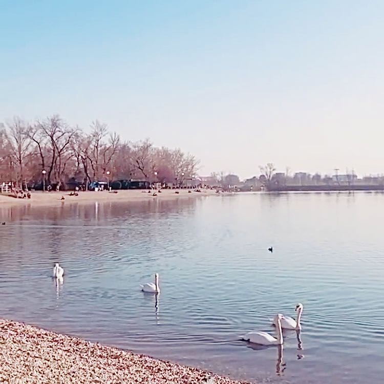 Jarun Lake, Zagreb, Croatia.🤍”Swan lake”🦢🦢🦢