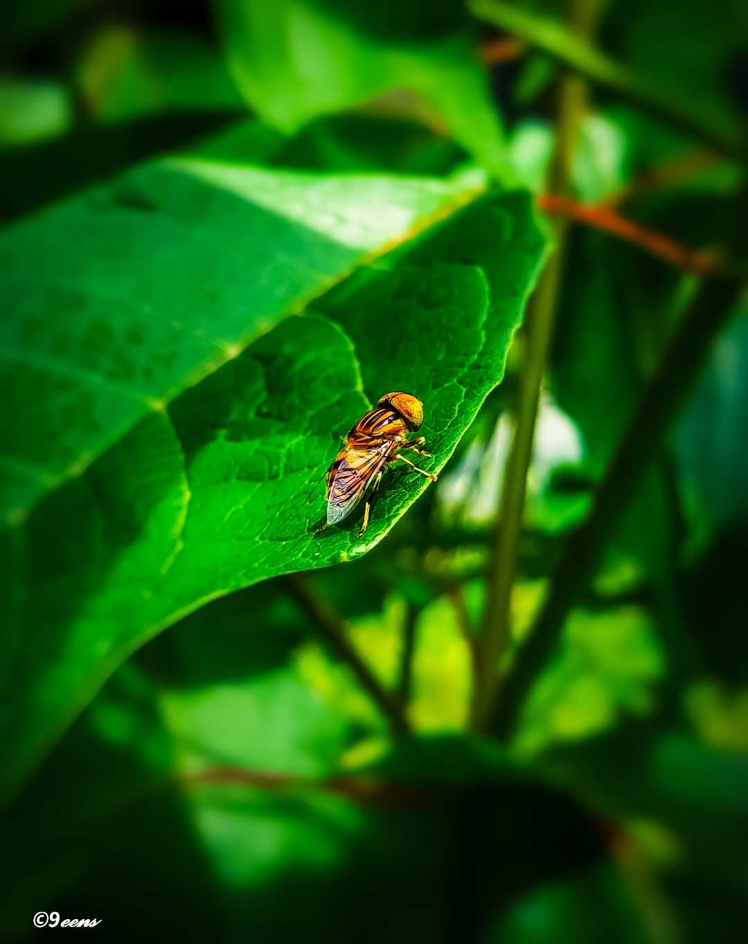 Lalat