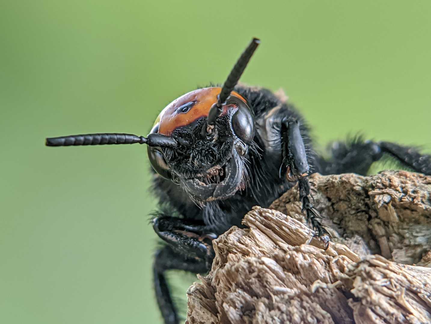 MEGASCOLIA MACULATA