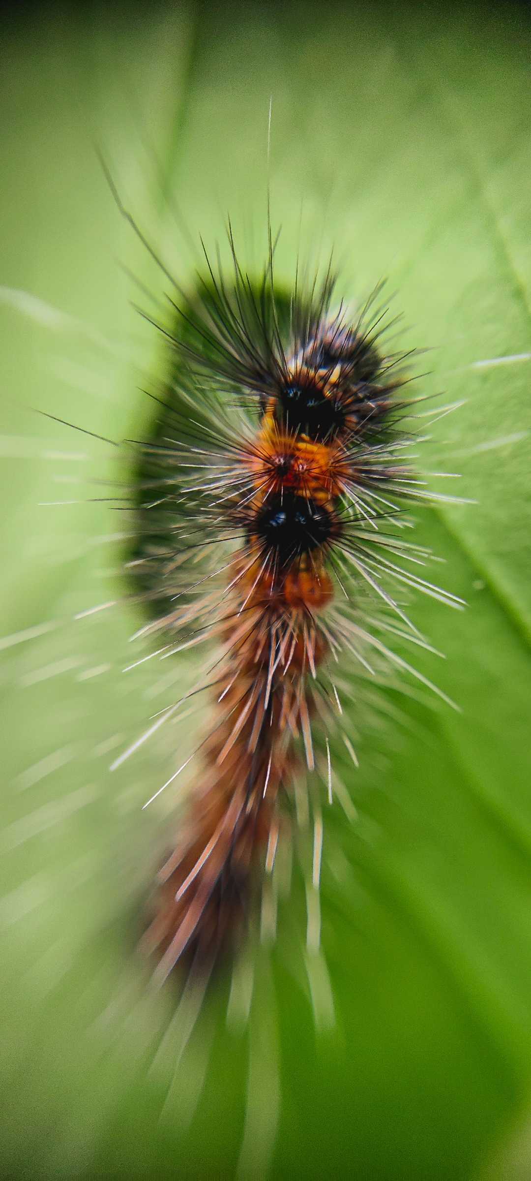 Check out this post of GARDEN TIGER MOTH