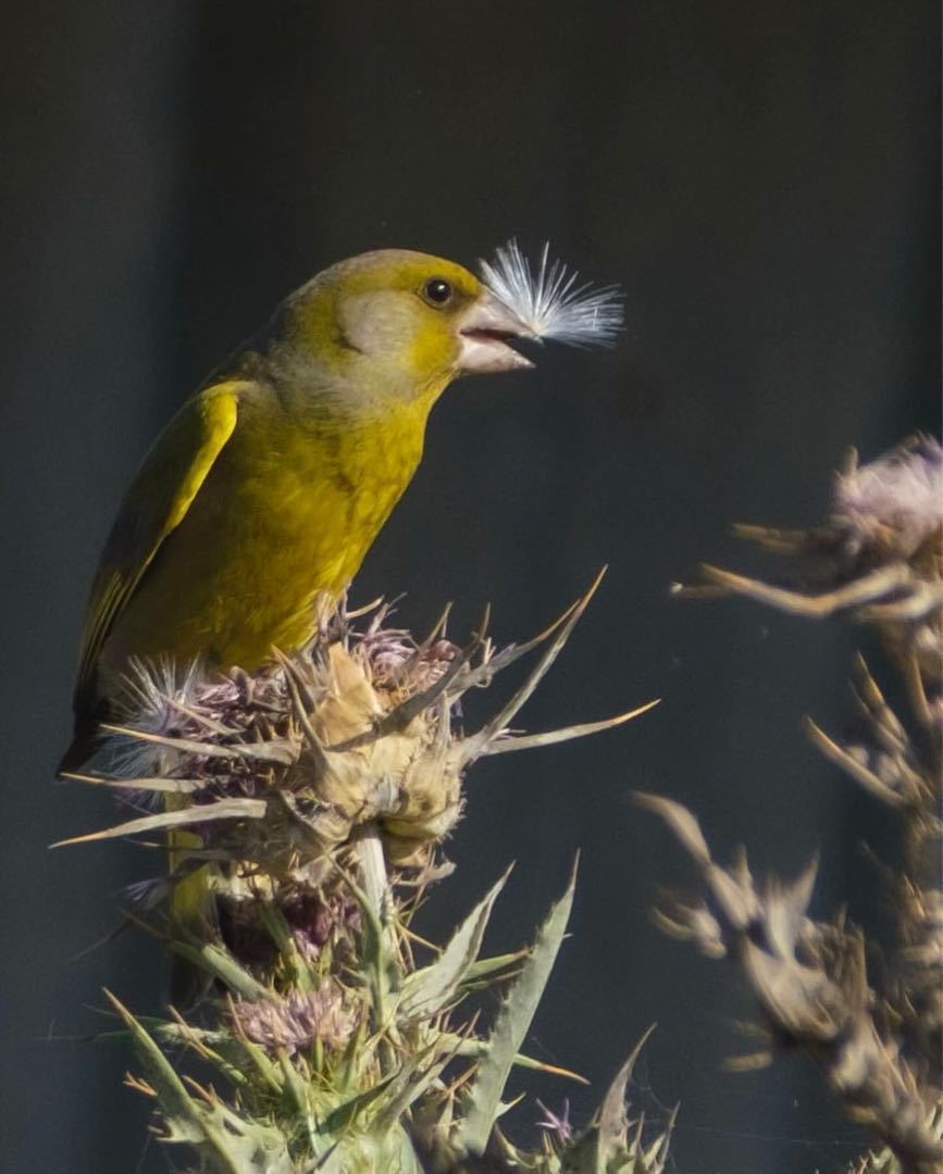 The European greenfinch💛