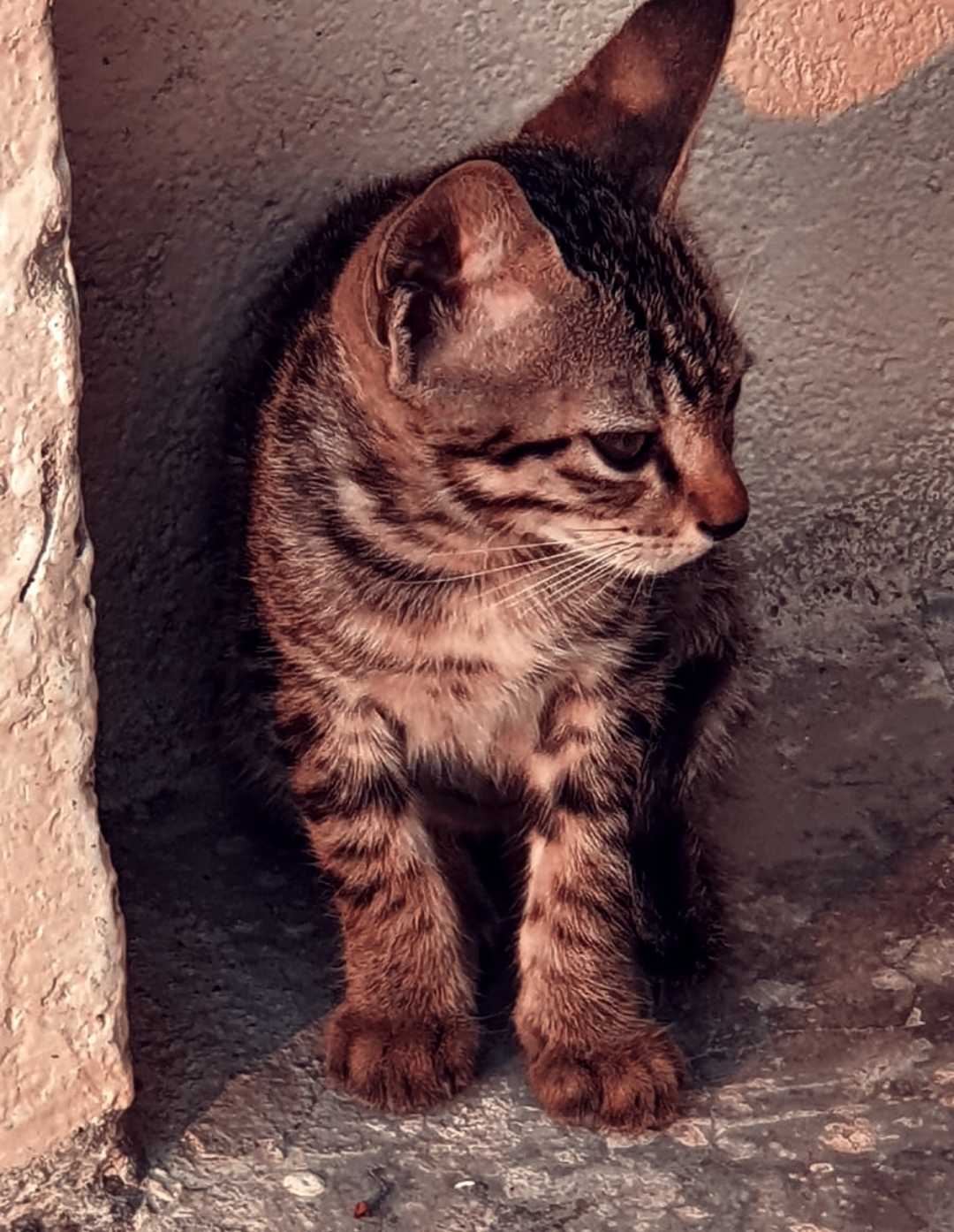 cat 😈🐈