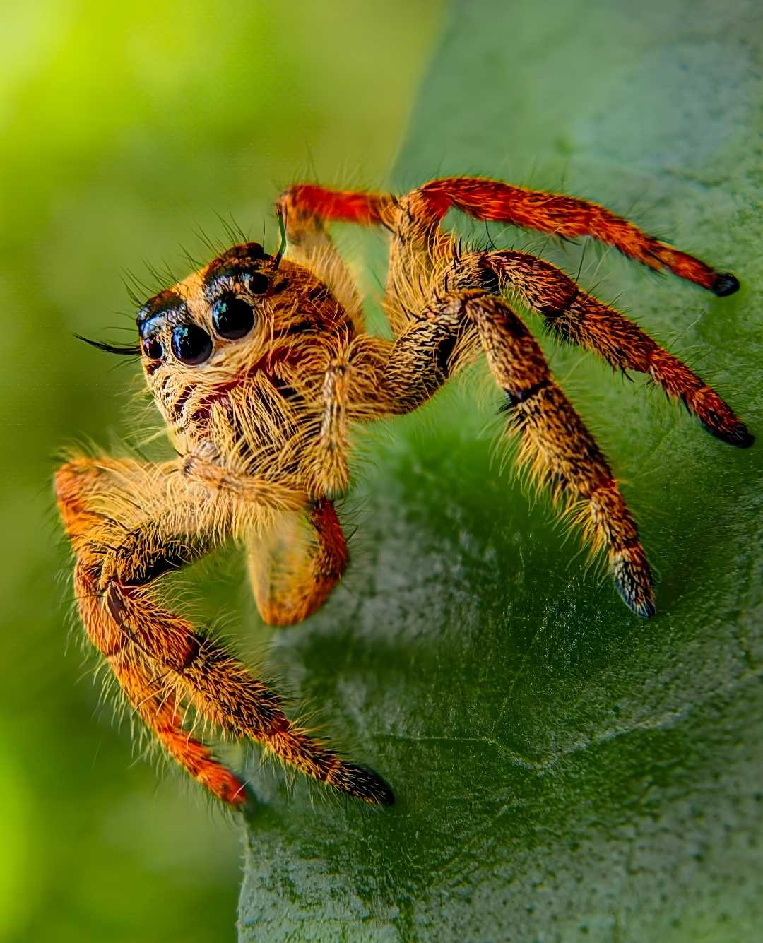 jumping spider