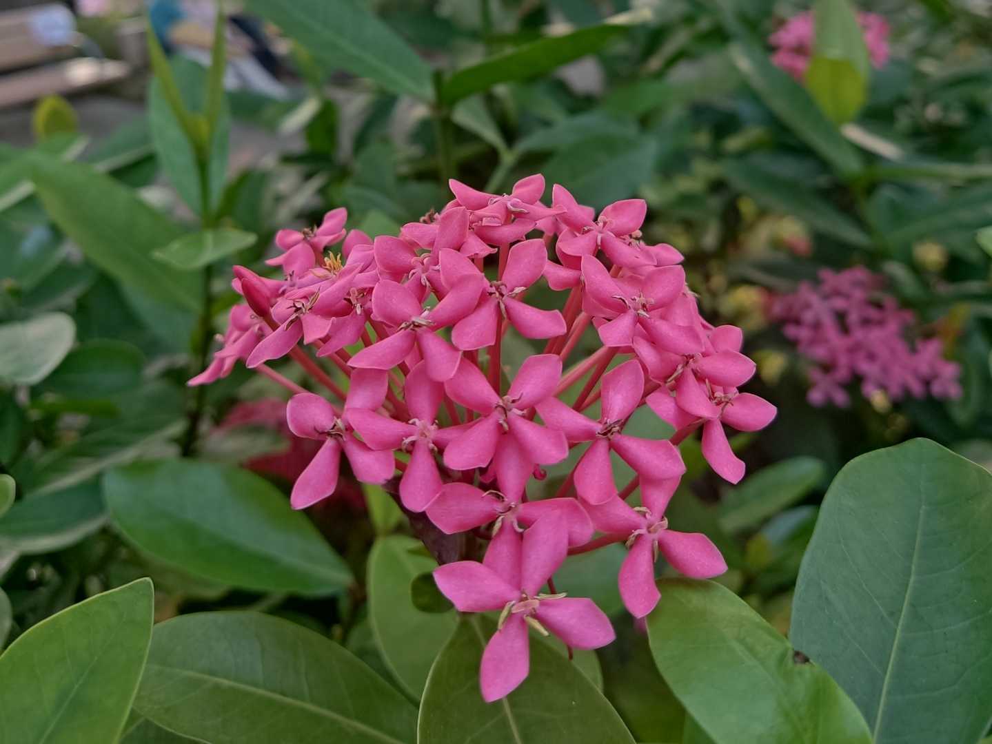 Pink ixora 