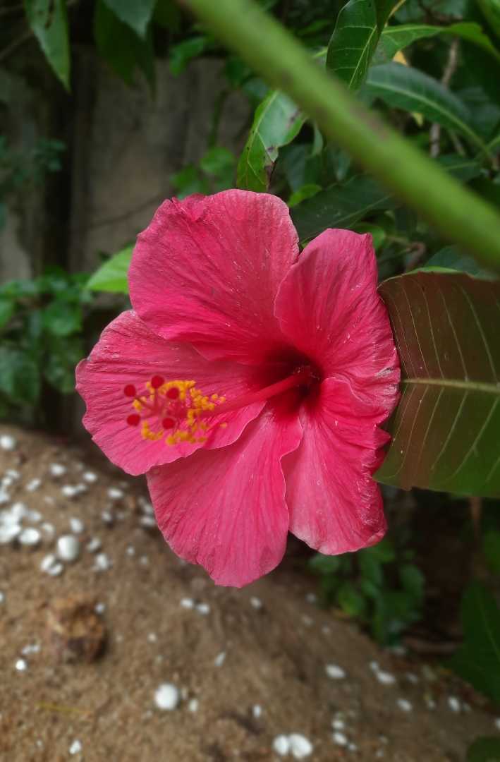 Hibiscus 
