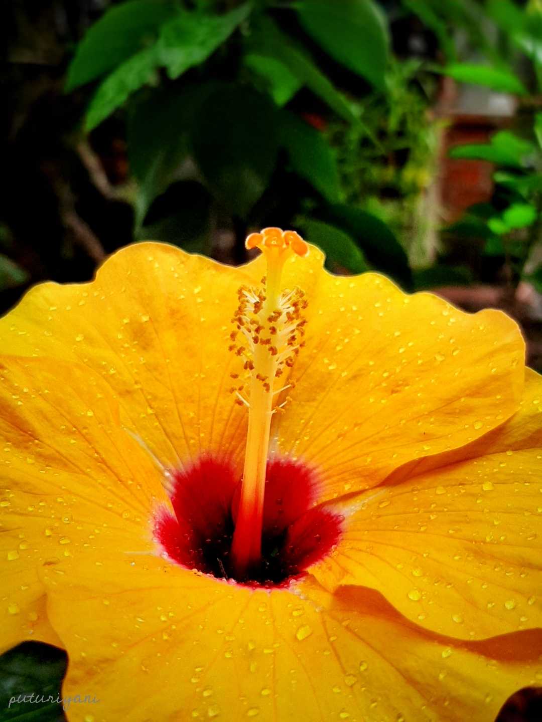 Yellow hibiscus flower (Bunga kembang sepatu kuning)
