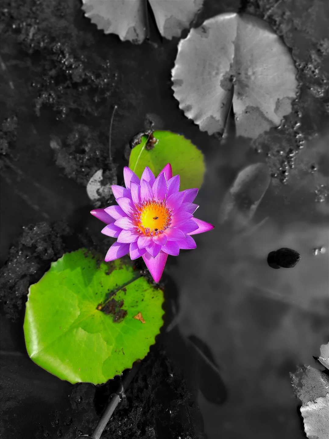 (Egyptian lotus) 