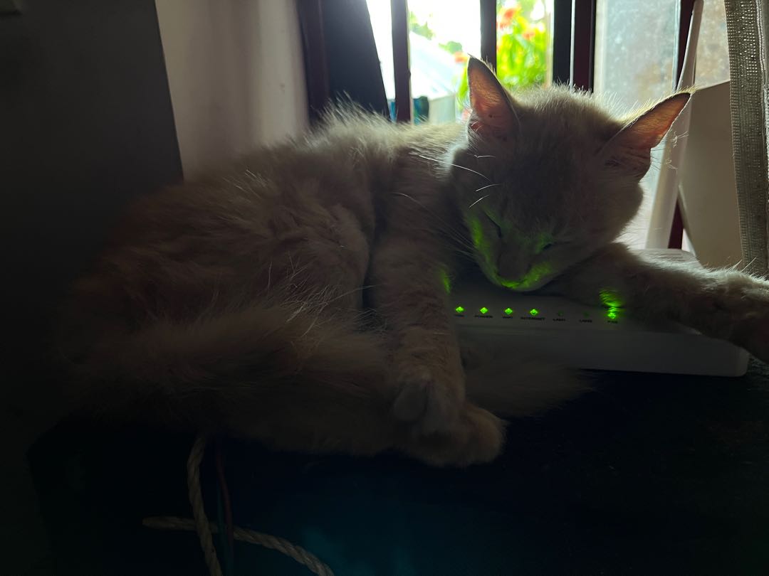 Wifi 🐈 🫣🤣🤣