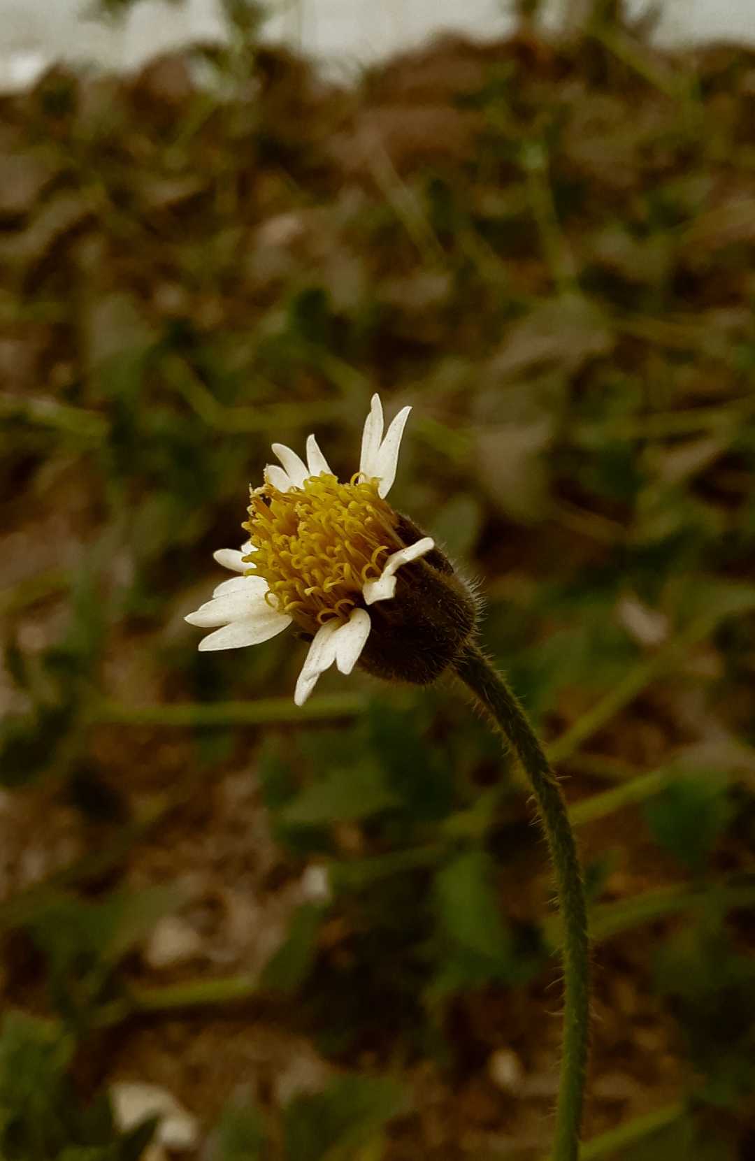 Tridax procumbens

