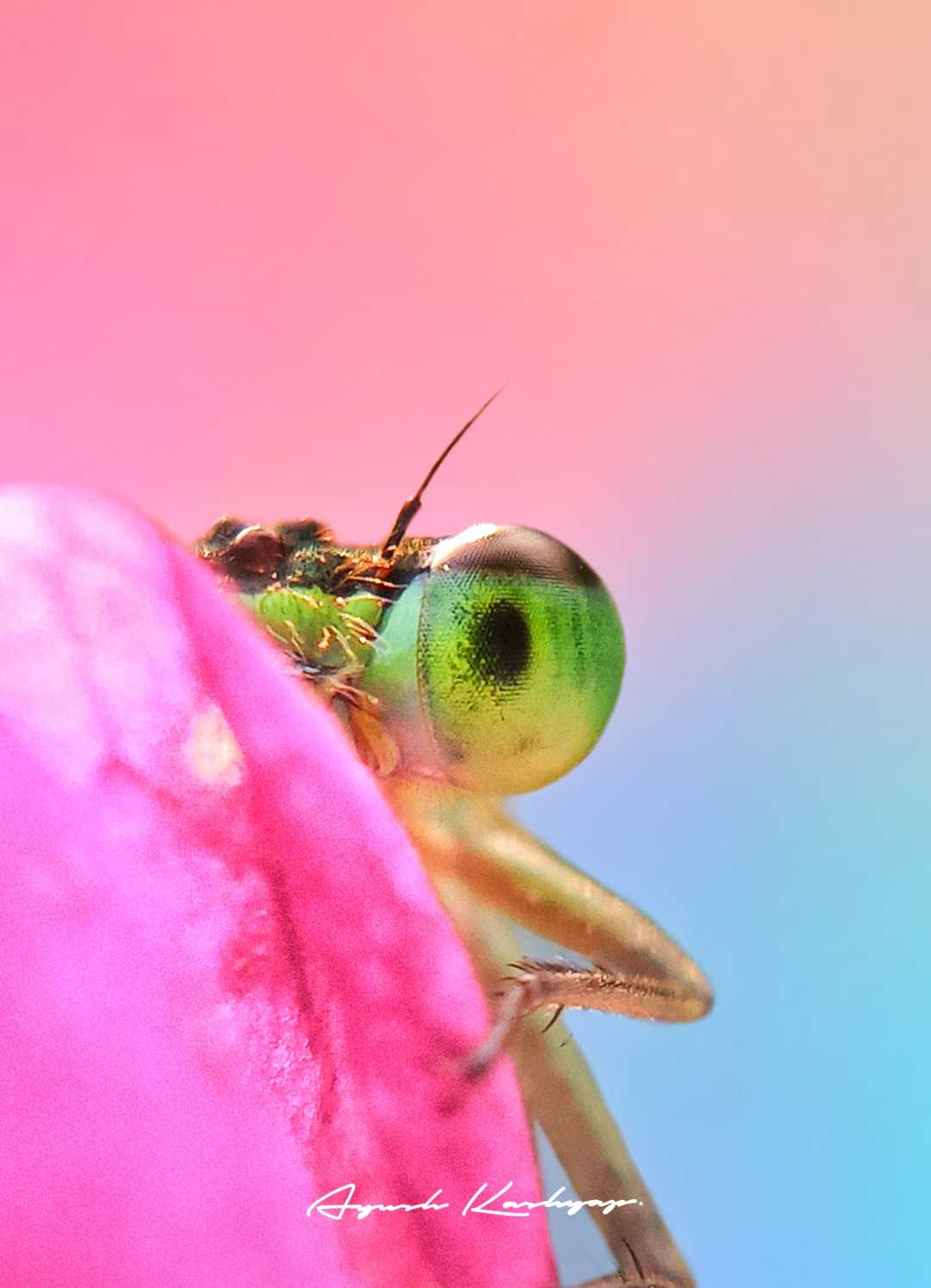 A Dragonfly